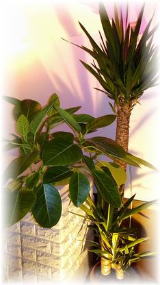 高知の当たる占い師 占いカフェソルペシュや神夏月 神無月 ことｑｐさん 千里眼帯屋町店の青海先生やタロット占い師まーさんなど完全紹介 無料占い Fushimi