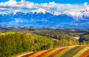 北海道の当たる占い師|星なすで占うmasae(まさえ)先生や占いも行ういちきしまコーヒー、マイマートのおじさんの占いなど完全紹介!