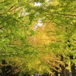 立川の当たる占い師|マアト先生や有希比女先生や念珠先生など完全紹介