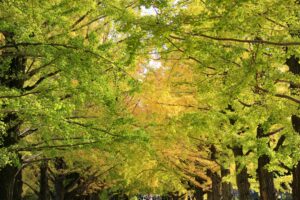 立川の当たる占い師|マアト先生や有希比女先生や念珠先生など完全紹介