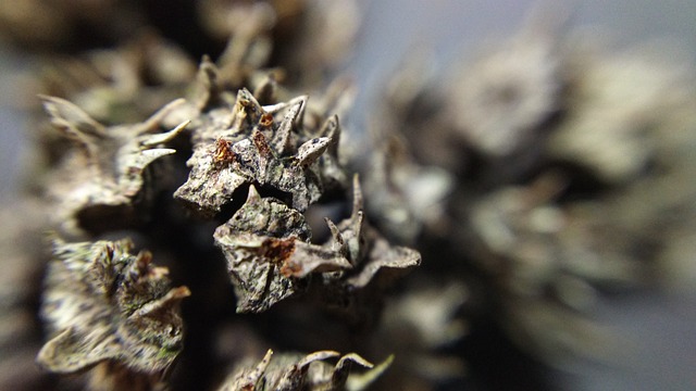 観葉植物が枯れるのは運気が低下しているサイン?