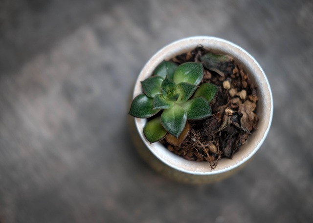 観葉植物が身代わりになるスピリチュアルなサイン