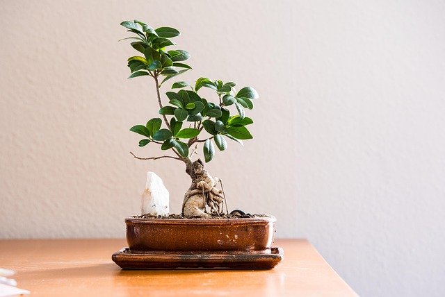 観葉植物が枯れるスピリチュアルな意味