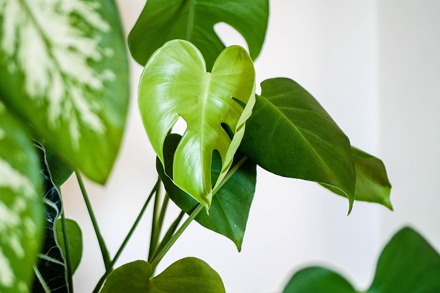 目に見えない気を感じ取る植物の役割