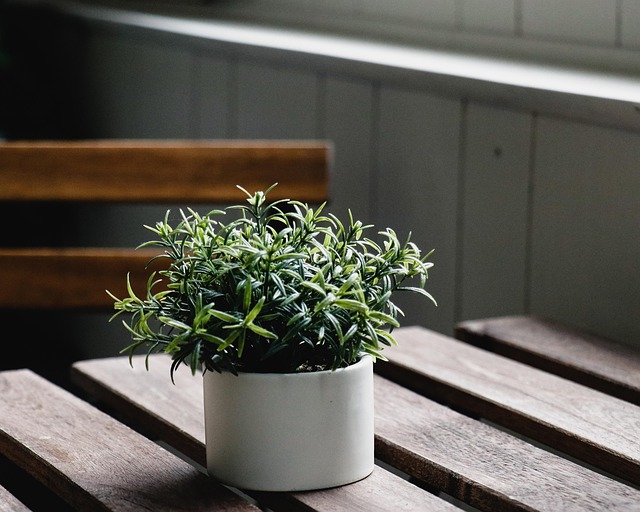 観葉植物で運気を整える方法