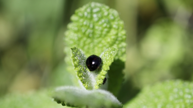 黒いてんとう虫「強いエネルギー」