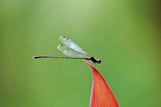 イトトンボが寄ってくる時の縁起